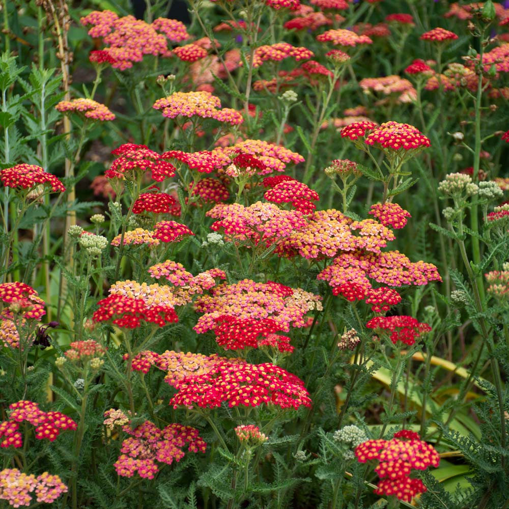 Achillea millefolium 'Paprika' - Achillée rouge paprika