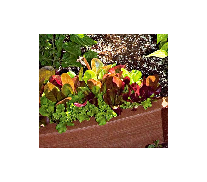 Lettuce Trio White Flower Farm