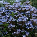 Mountain Hydrangeas