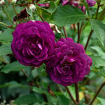  Rose Ebb Tide®