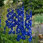  Delphinium elatum 'Blue Nile' Blackmore & Langdon