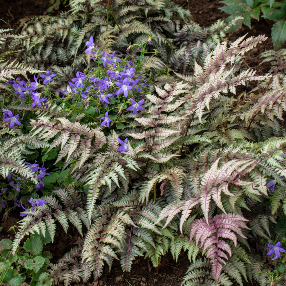 Athyrium niponicum var. pictum - Japanese Painted Fern