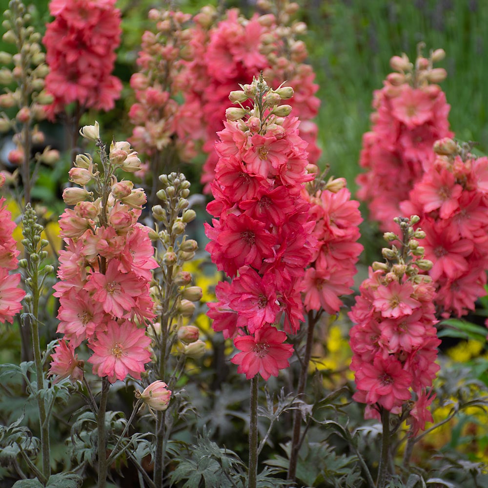 Delphinium 'Red Lark'