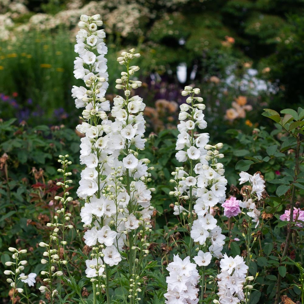 Delphinium 'Guardian White'