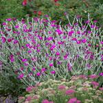  Lychnis coronaria