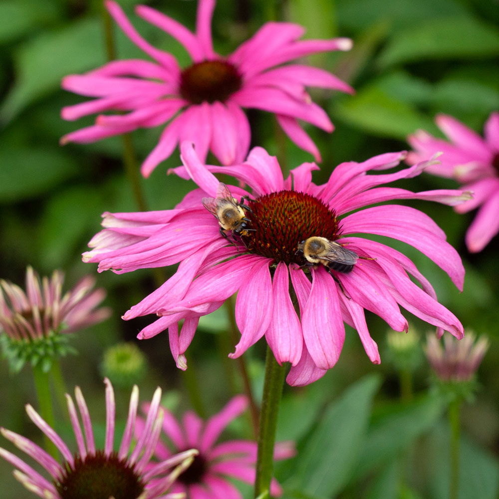Echinacea Butterfly™ 'Purple Emperor'