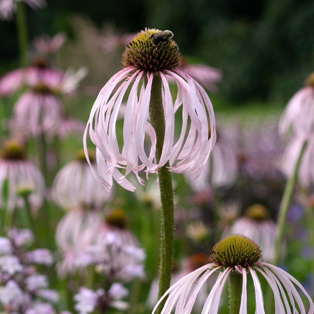Echinacea pallida White Flower Farm