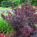  Cotinus coggygria Winecraft Black®