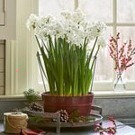  Paperwhite Kit with Red Tole
