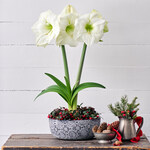  Amaryllis 'Moscow'