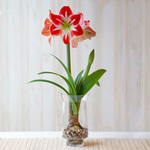  Amaryllis 'Spartacus'