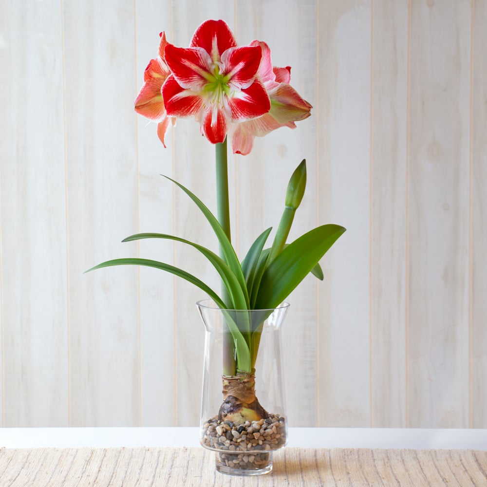 Amaryllis 'Spartacus'