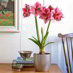Hard-to-Find Amaryllis