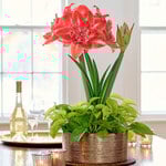 Nymph Amaryllis