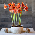  Amaryllis 'Terra Mystica'
