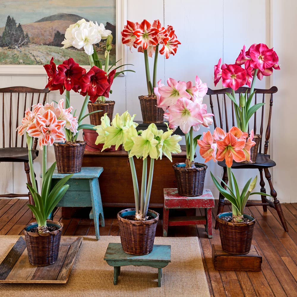 Connoisseur's Amaryllis Collection