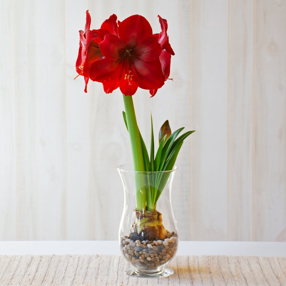 Amaryllis 'Fireball'