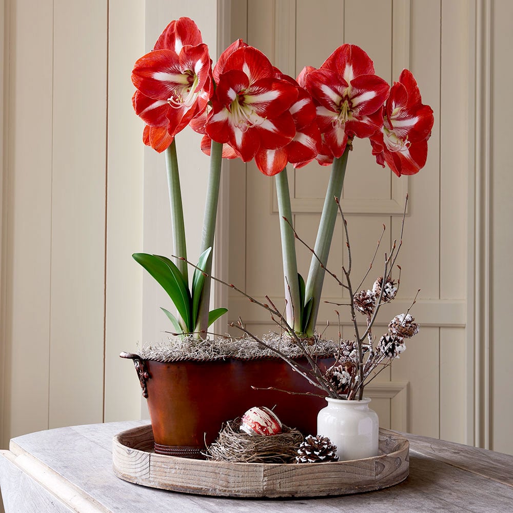 Amaryllis 'Stargazer'