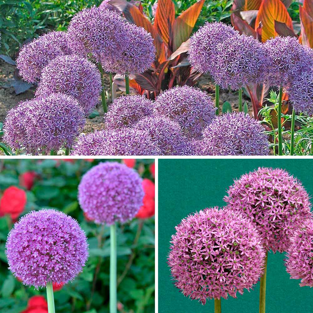 Long-Blooming Allium Trio