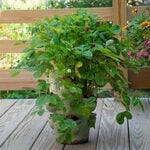  Glazed Ceramic 10-Pocket Strawberry Jar