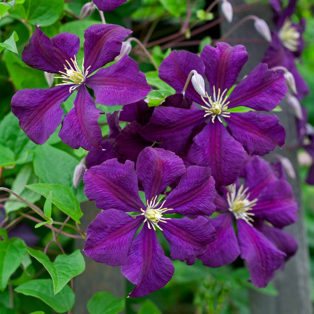 Clematis 'Etoile Violette'