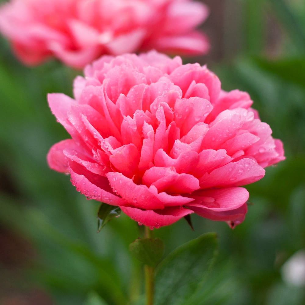 Peony 'Lorelei'