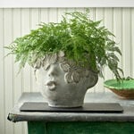  Deer's Foot Fern