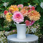  Summer's Pride Dahlia Collection