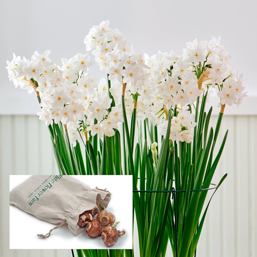 Paperwhites in linen bag White Flower Farm