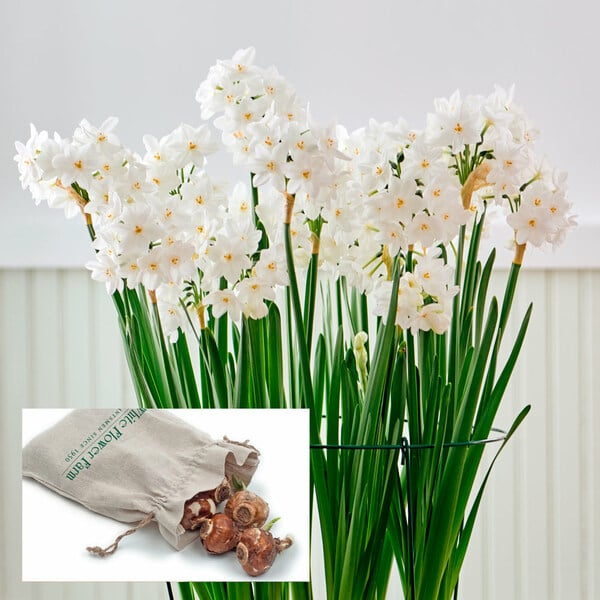 Paperwhites in linen bag White Flower Farm