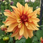 New Dahlias