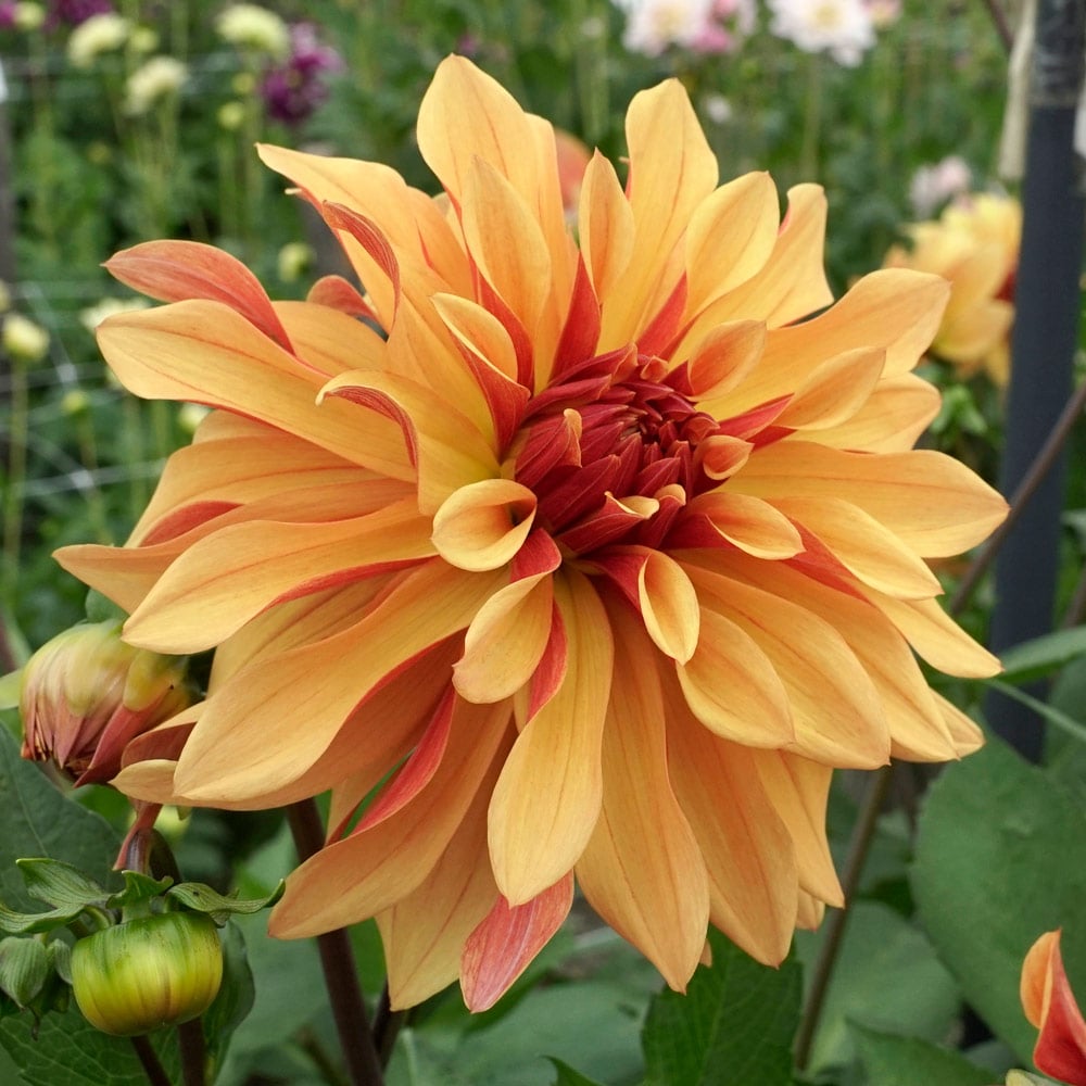 Dahlia 'French Cancan'