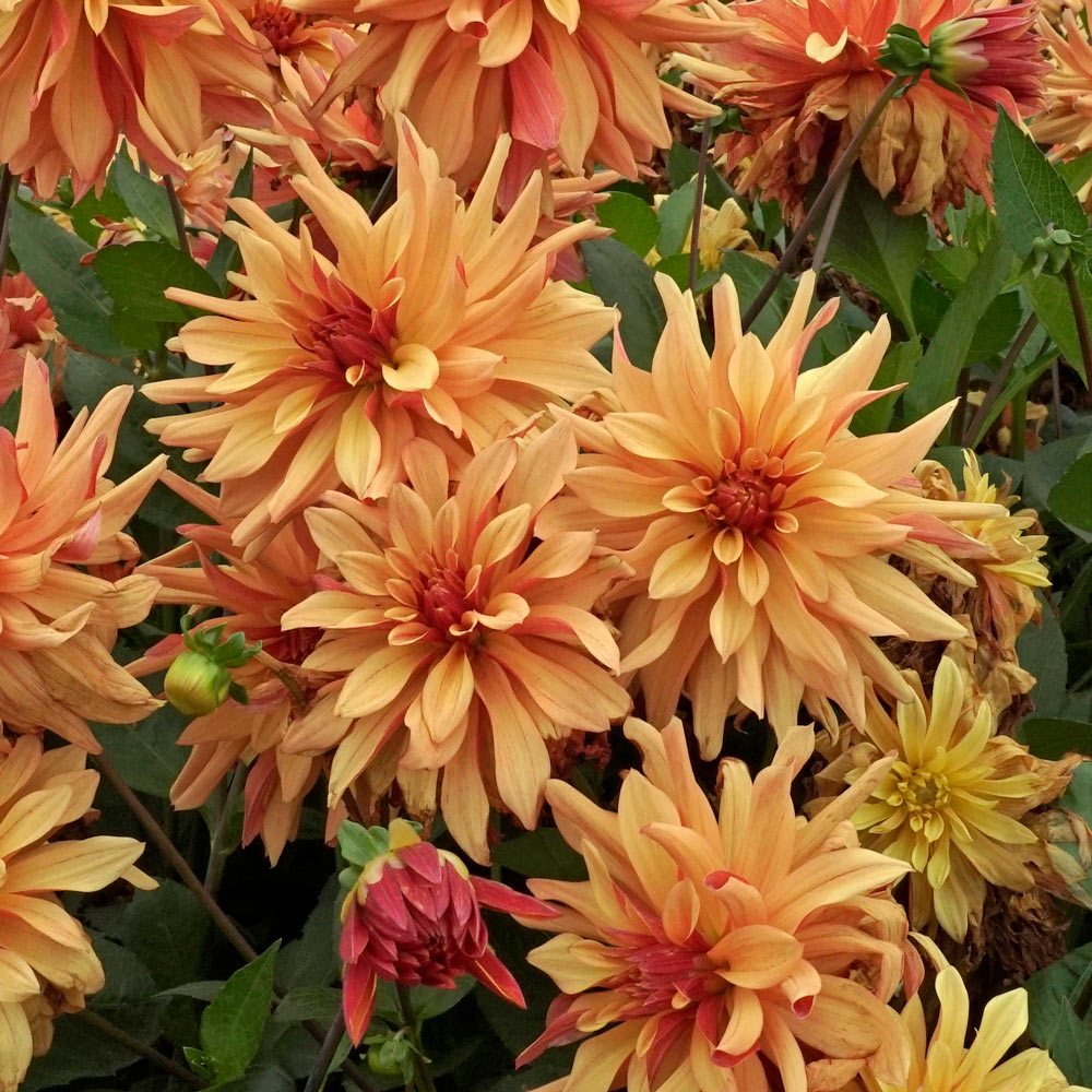 Dahlia 'French Cancan' | White Flower Farm