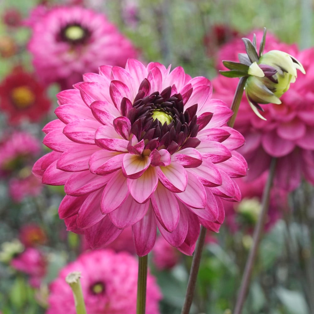 Dahlia 'Romantica'