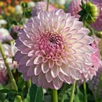  Dahlia 'Sefton Silvertop'