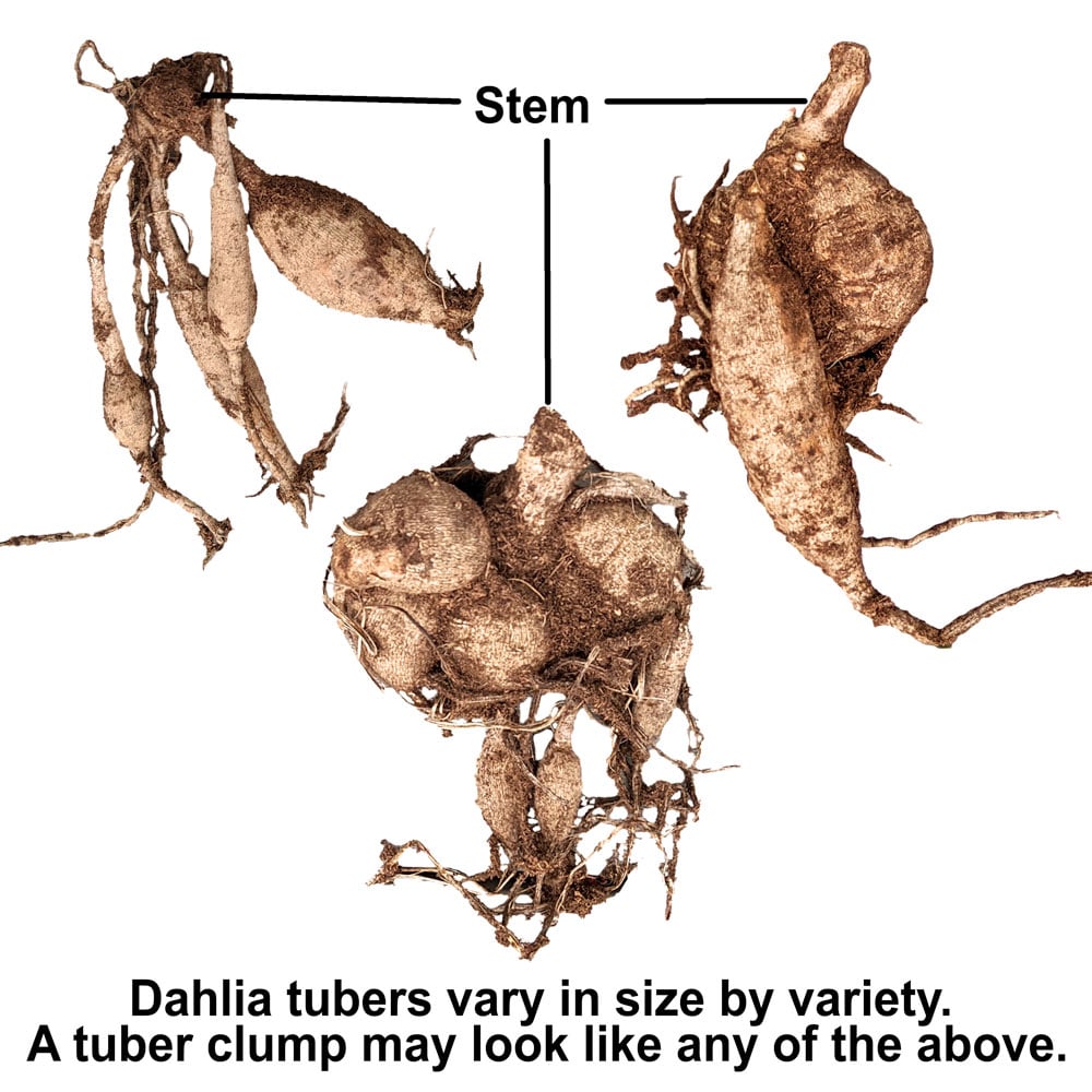 Dahlia 'Burlesca' White Flower Farm