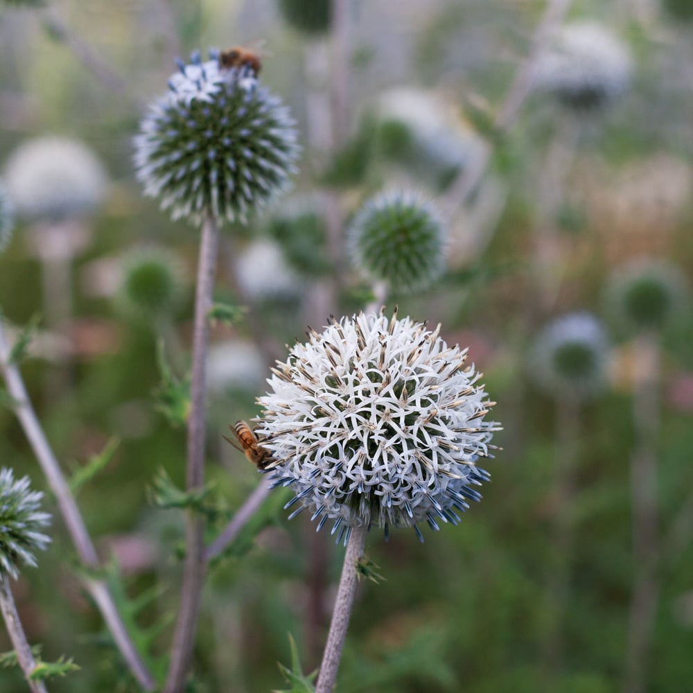 Echinops sphaerocephalus 'Arctic Glow'