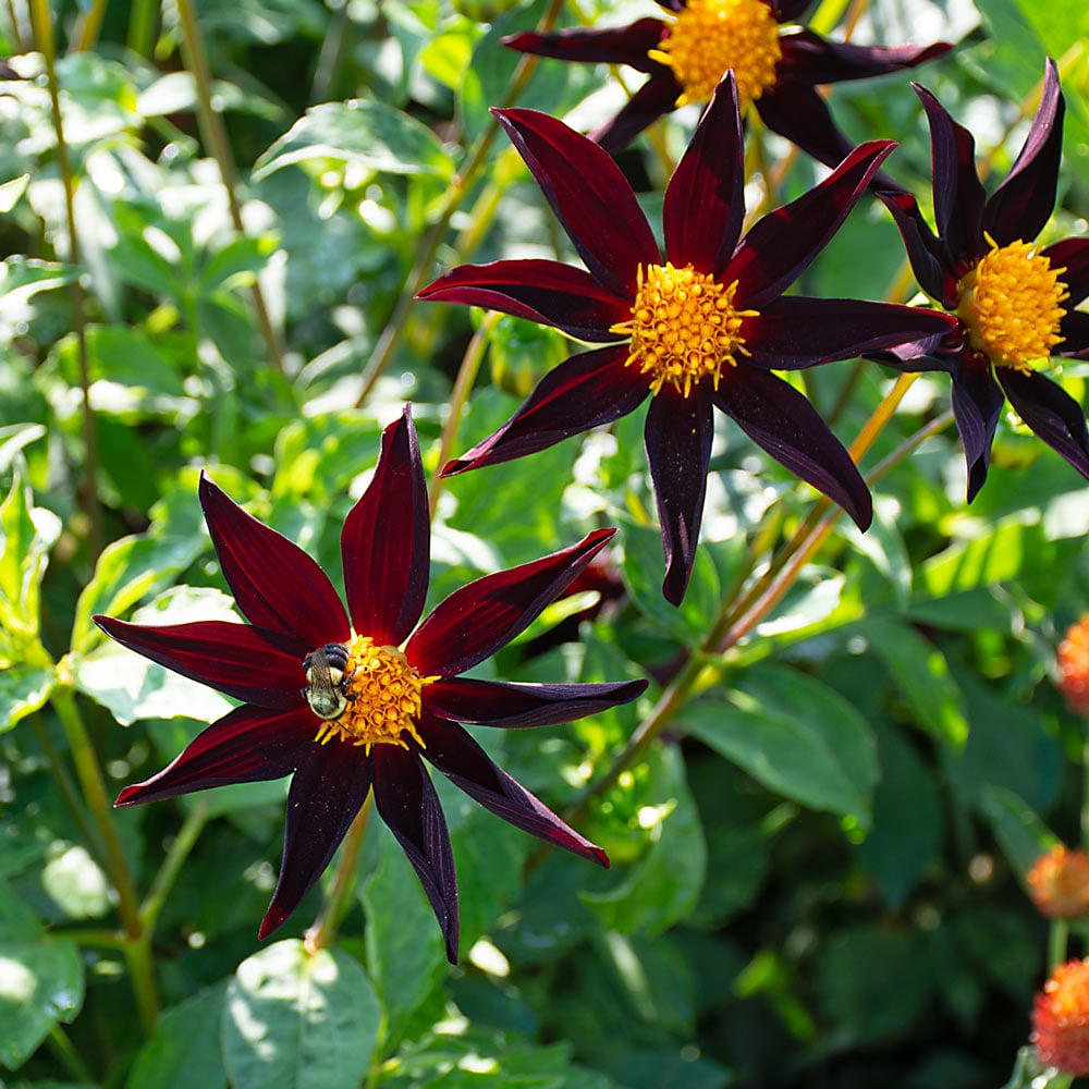 7 Unique Black Flowers and Plants