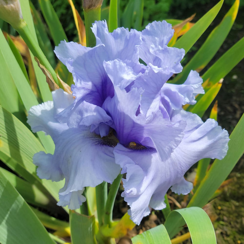 Iris germanica 'Café Bleu' - Reblooming