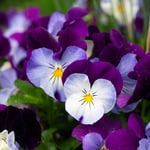  Viola Cool Wave® Violet Wing