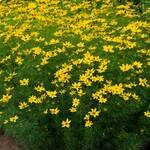  Coreopsis verticillata 'Zagreb'