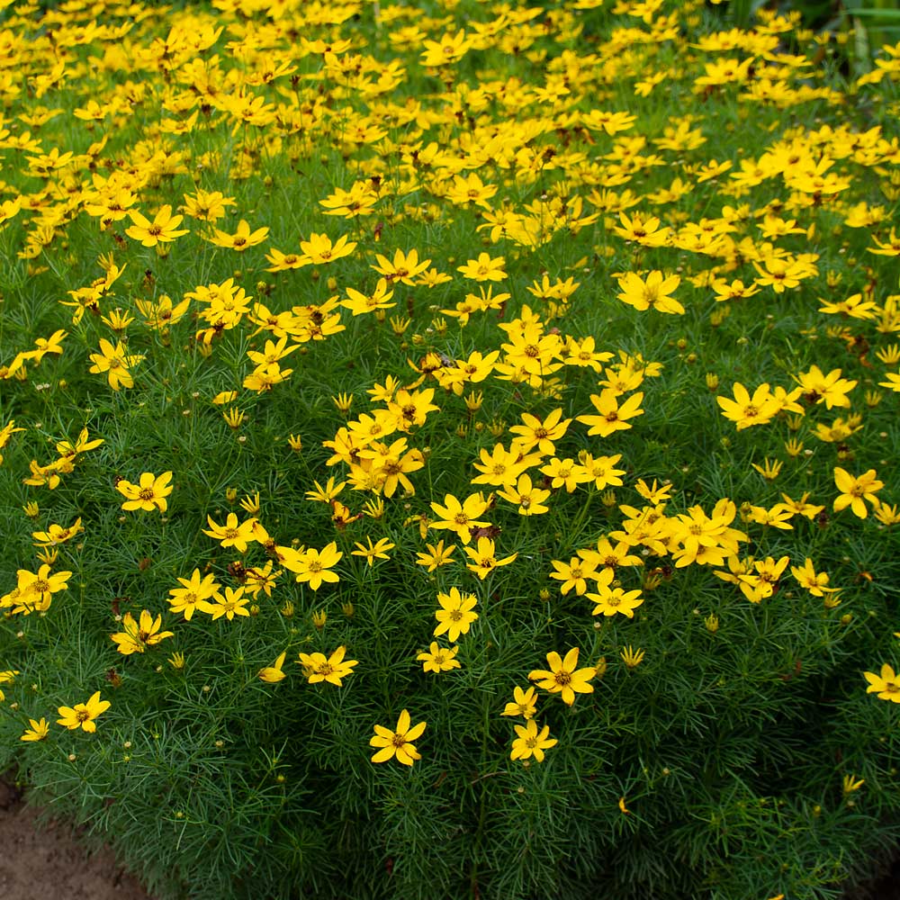 Coreopsis verticillata 'Zagreb'