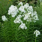  Phlox paniculata 'David'