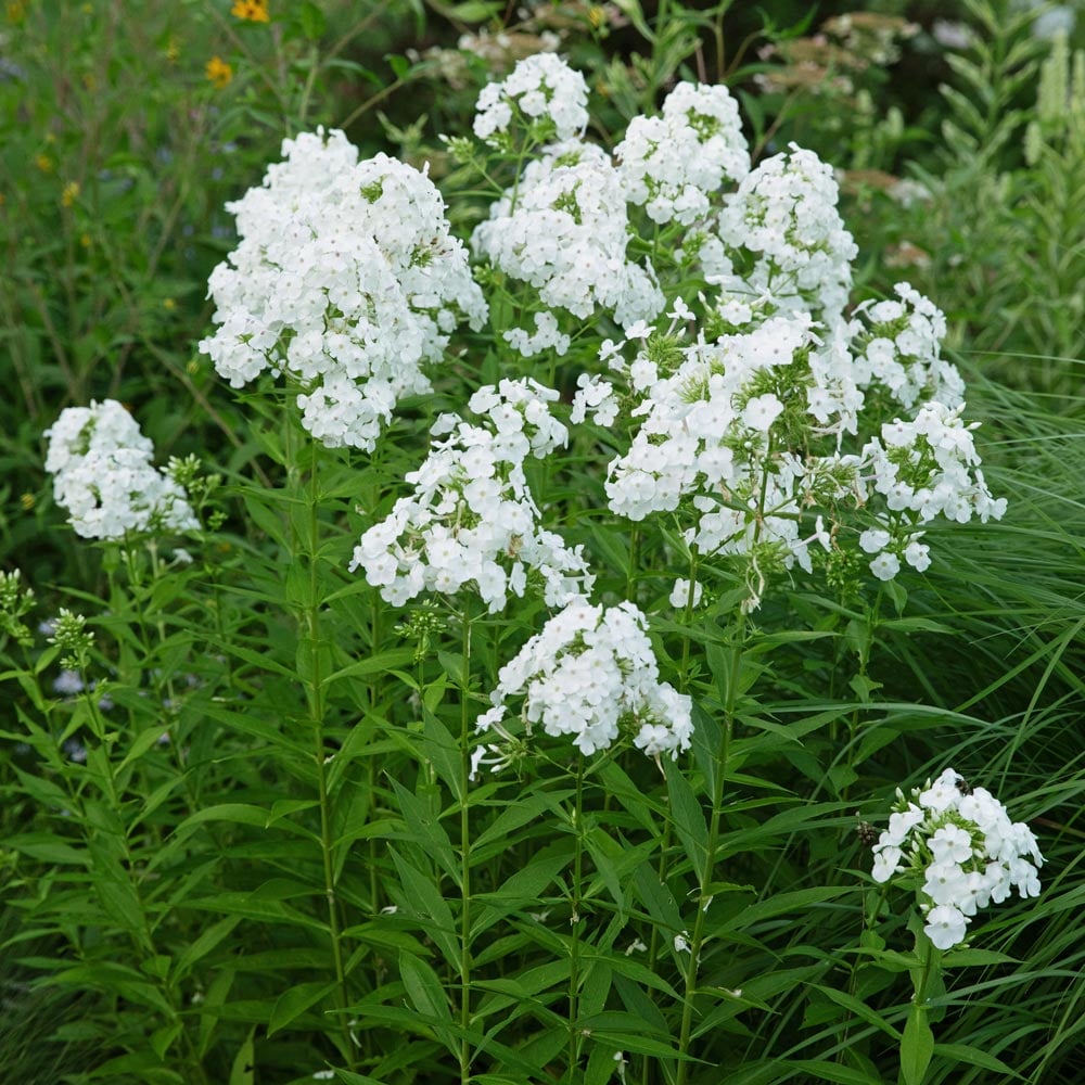 Phlox david deals