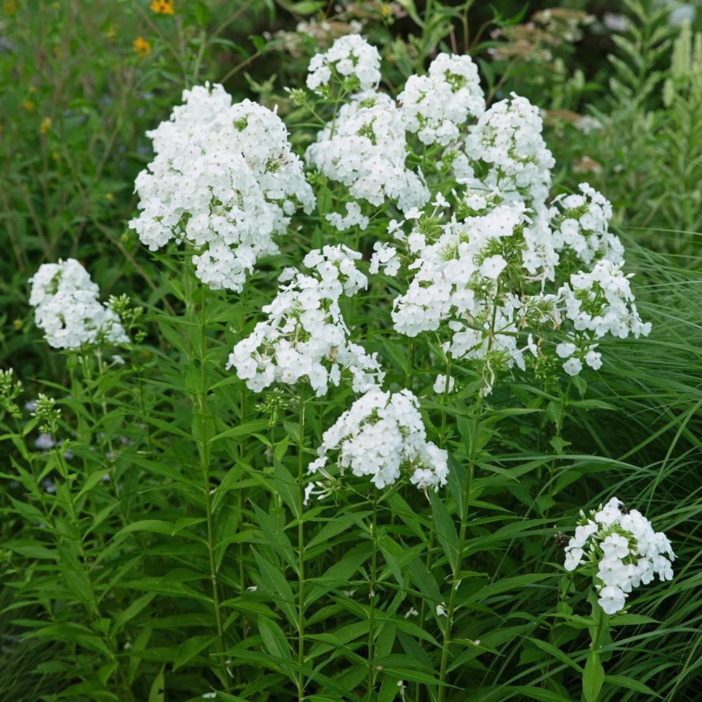 Phlox paniculata 'David'