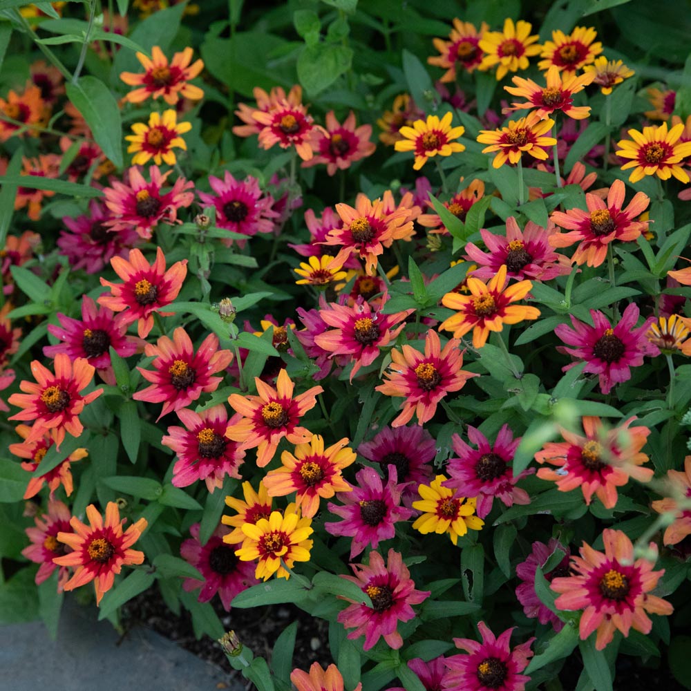 Zinnia 'Profusion Red Yellow Bicolor'