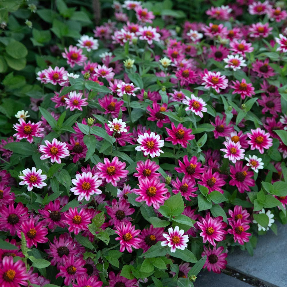 Zinnia 'Profusion Cherry Bicolor' White Flower Farm