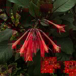  Fuchsia 'Gartenmeister Bonstedt'