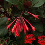  Fuchsia 'Gartenmeister Bonstedt'