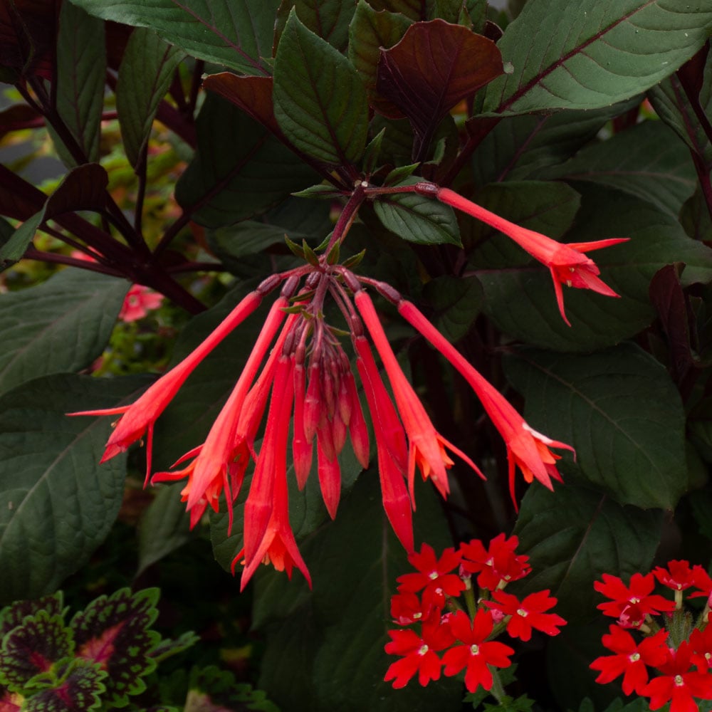 Fuchsia 'Gartenmeister Bonstedt'